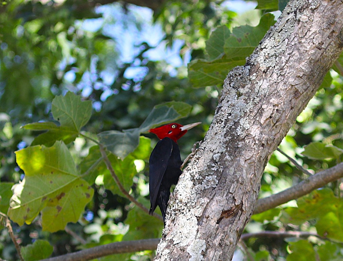 Cream-backed Woodpecker - ML637708247