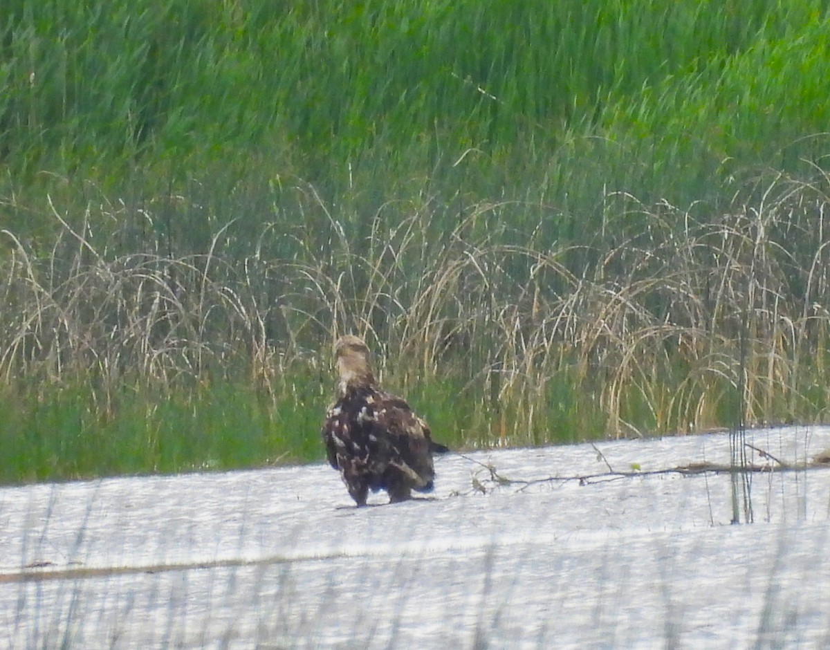 Bald Eagle - ML637708268