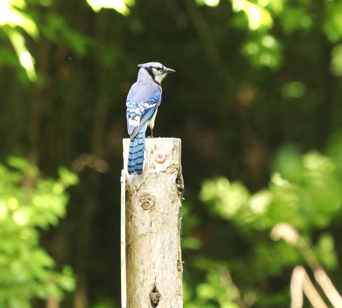 Blue Jay - ML637708270