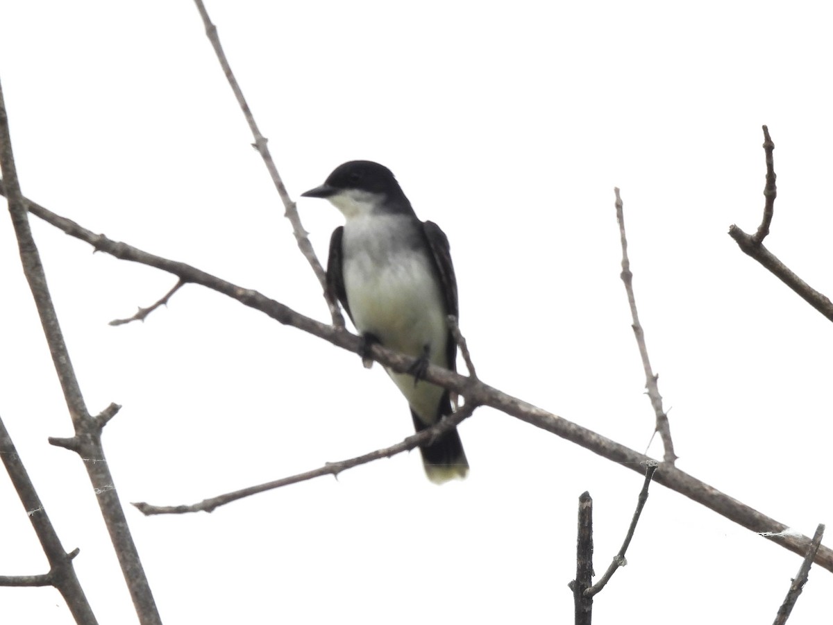Eastern Kingbird - ML637708276