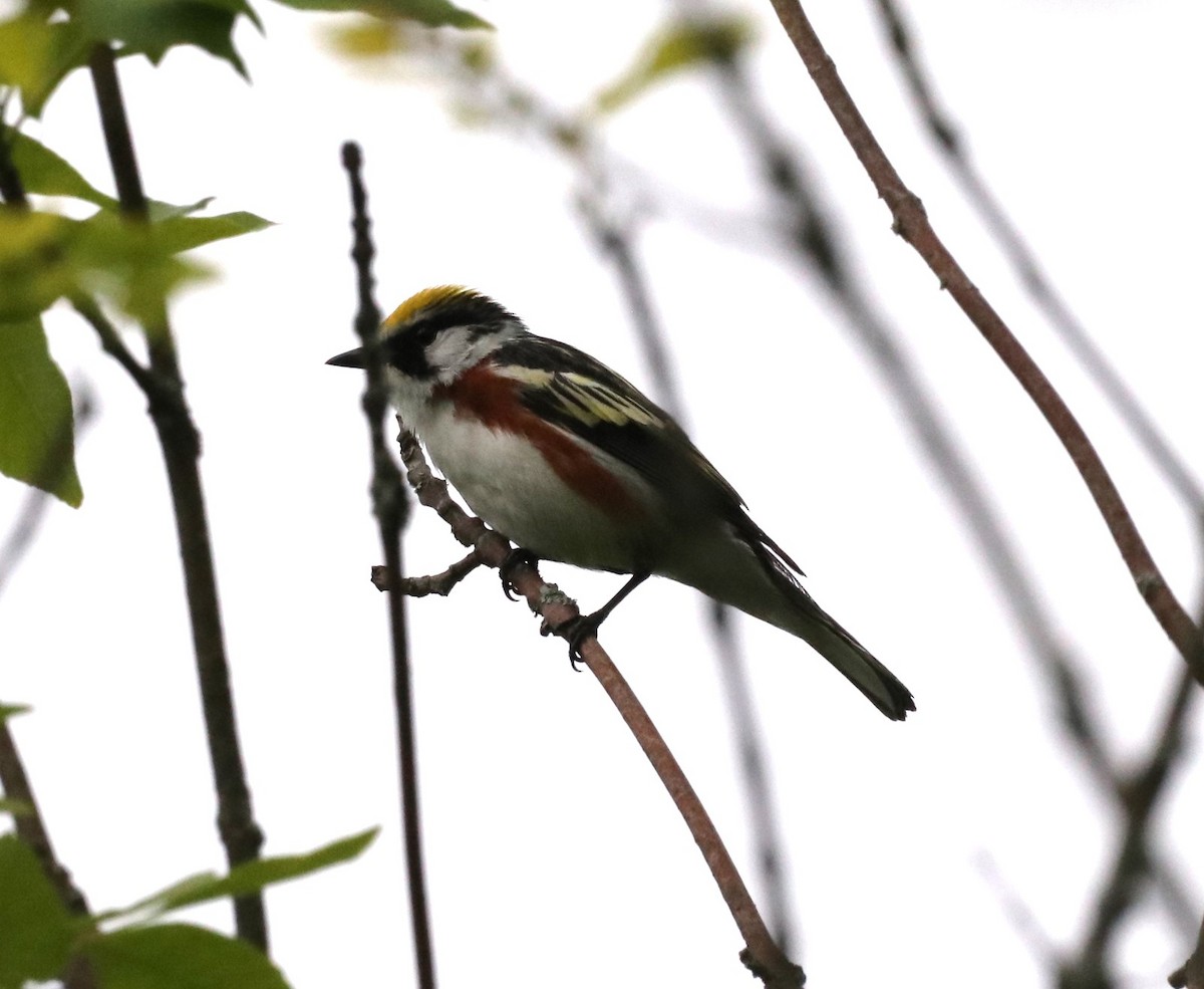 Chestnut-sided Warbler - ML637708292