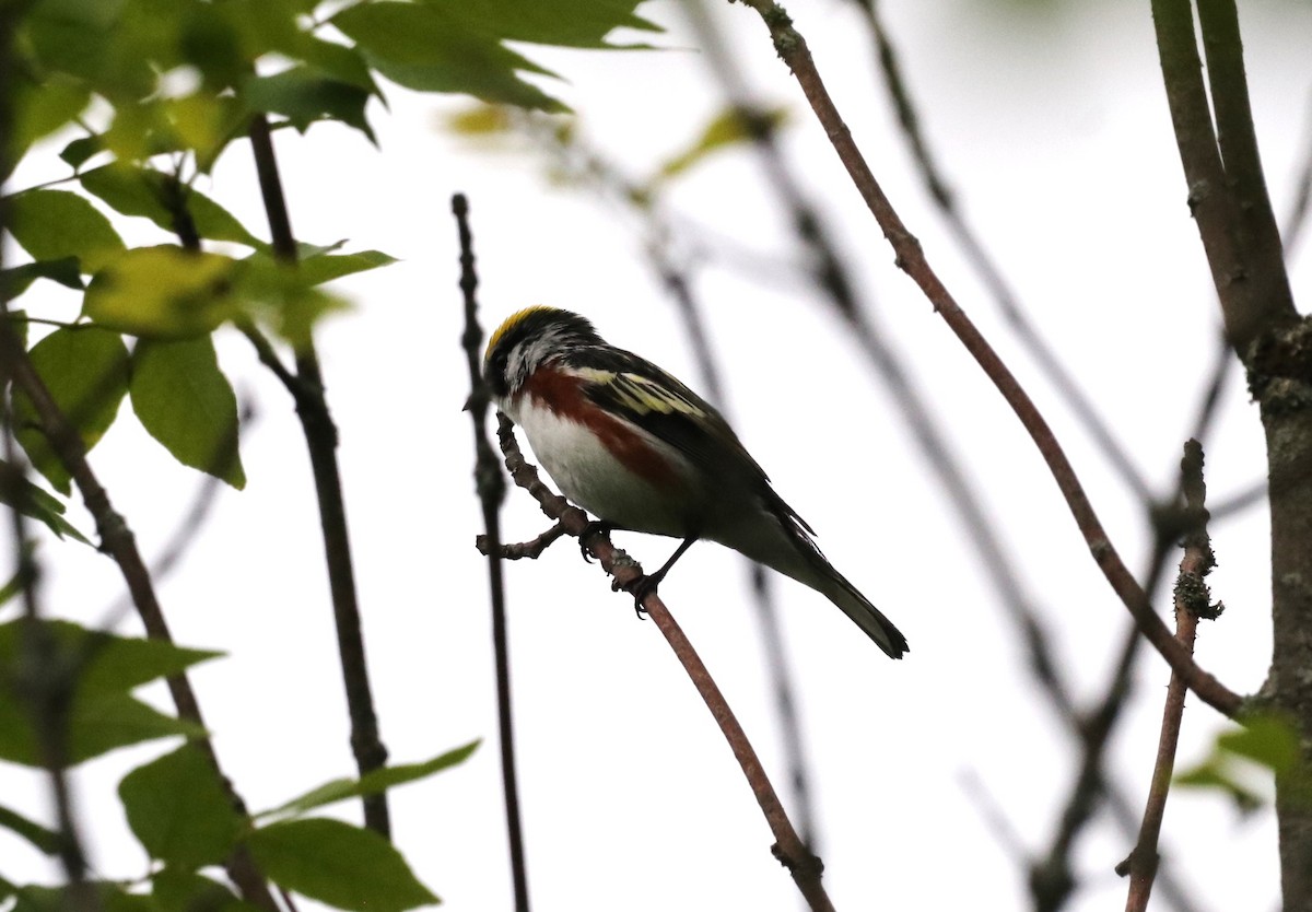 Chestnut-sided Warbler - ML637708293