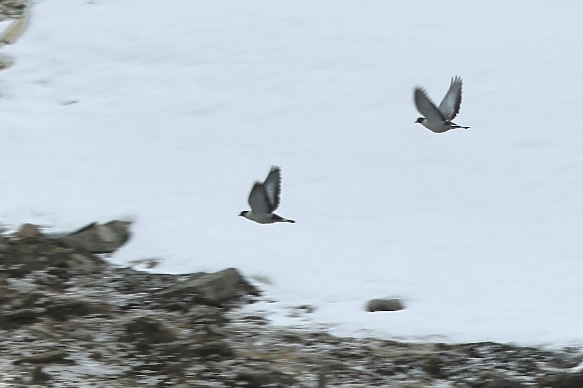 Snow Pigeon - ML637708294