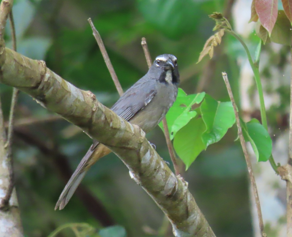 Cinnamon-bellied Saltator - ML637708340
