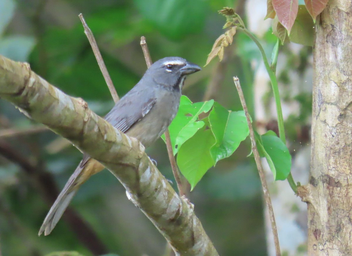 Cinnamon-bellied Saltator - ML637708341