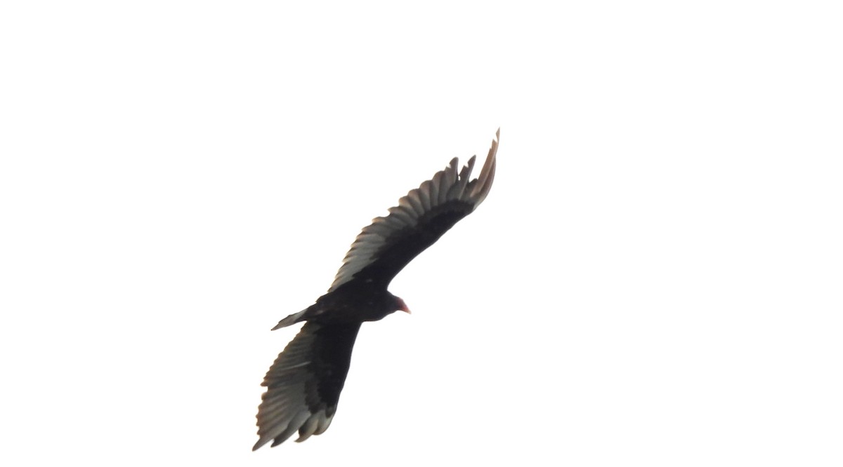 Turkey Vulture - ML637708373