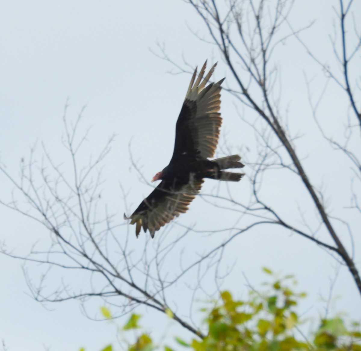 Turkey Vulture - ML637708375