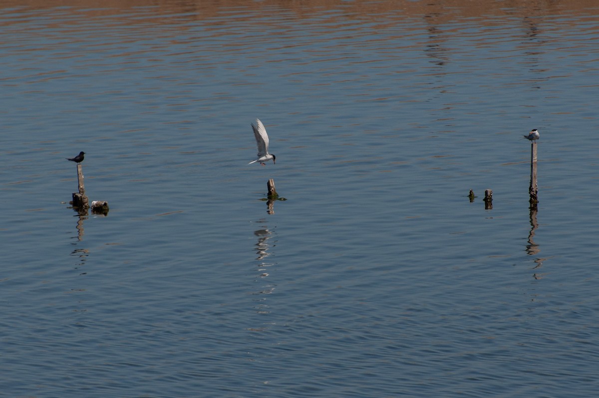 Black Tern - ML637708397