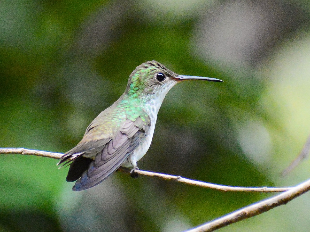 White-bellied Emerald - ML637708441