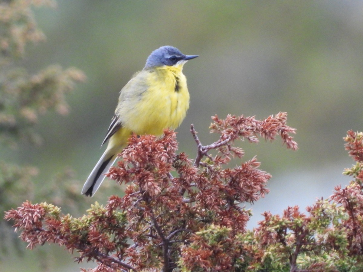 Western Yellow Wagtail - ML637708533