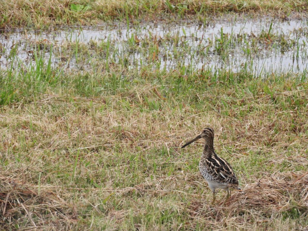 Pantanal Snipe - ML637708567