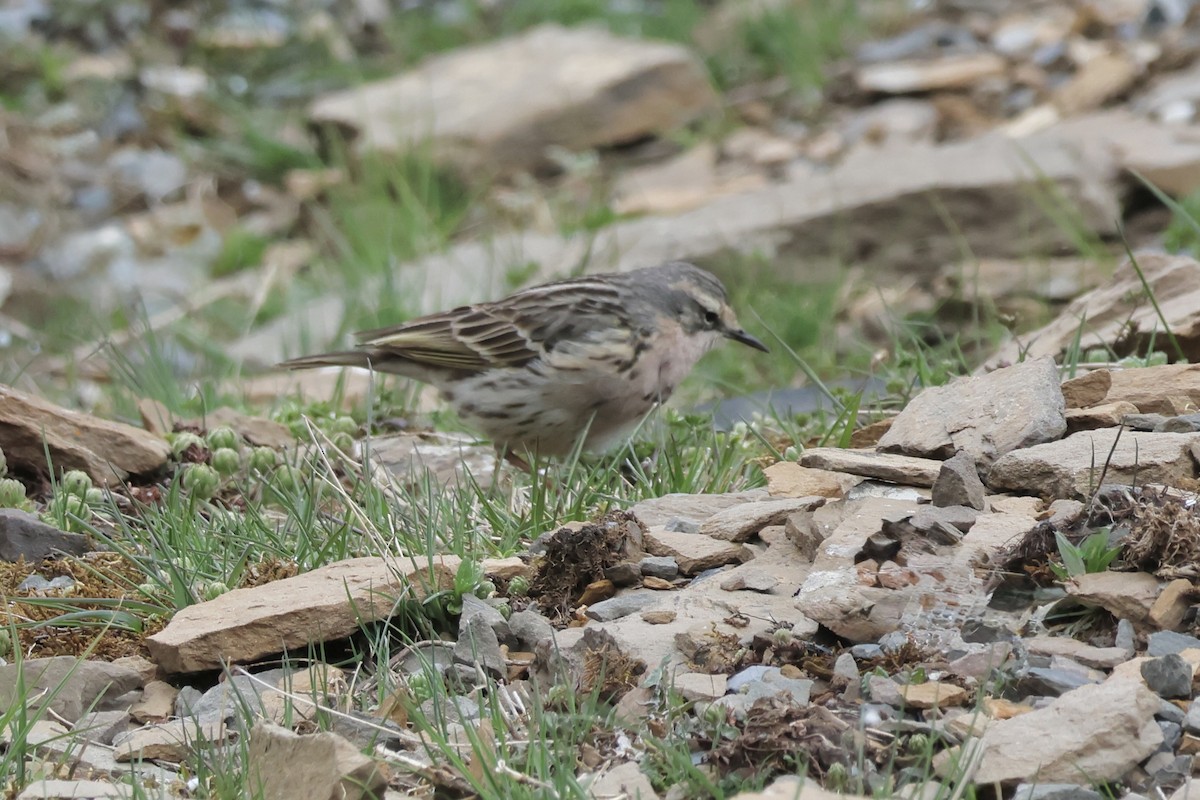 Rosy Pipit - ML637708574