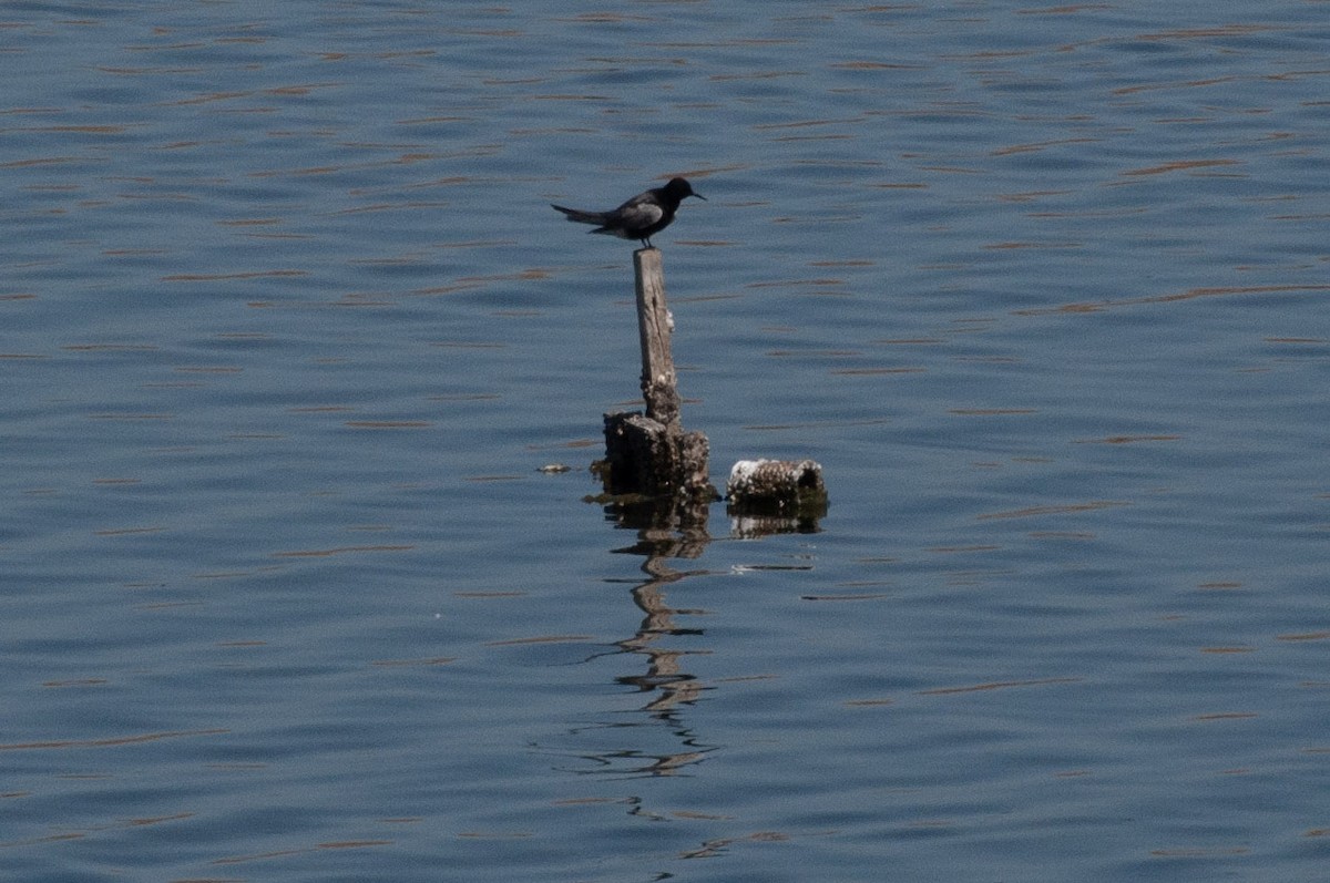 Black Tern - ML637708622