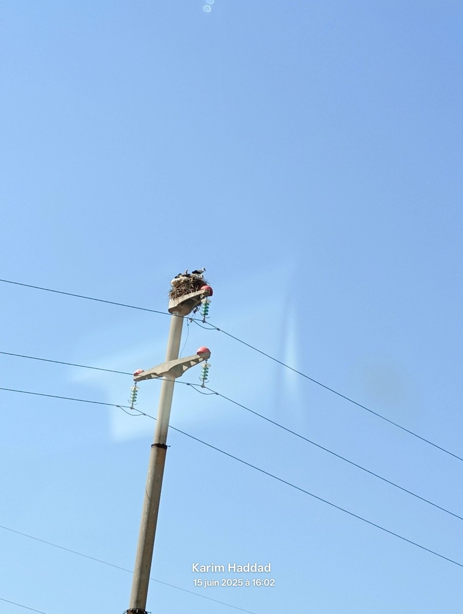 חסידה לבנה - ML637708639