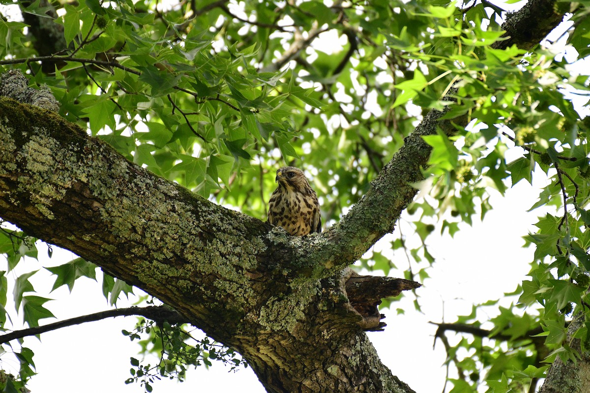 Red-shouldered Hawk - ML637708684