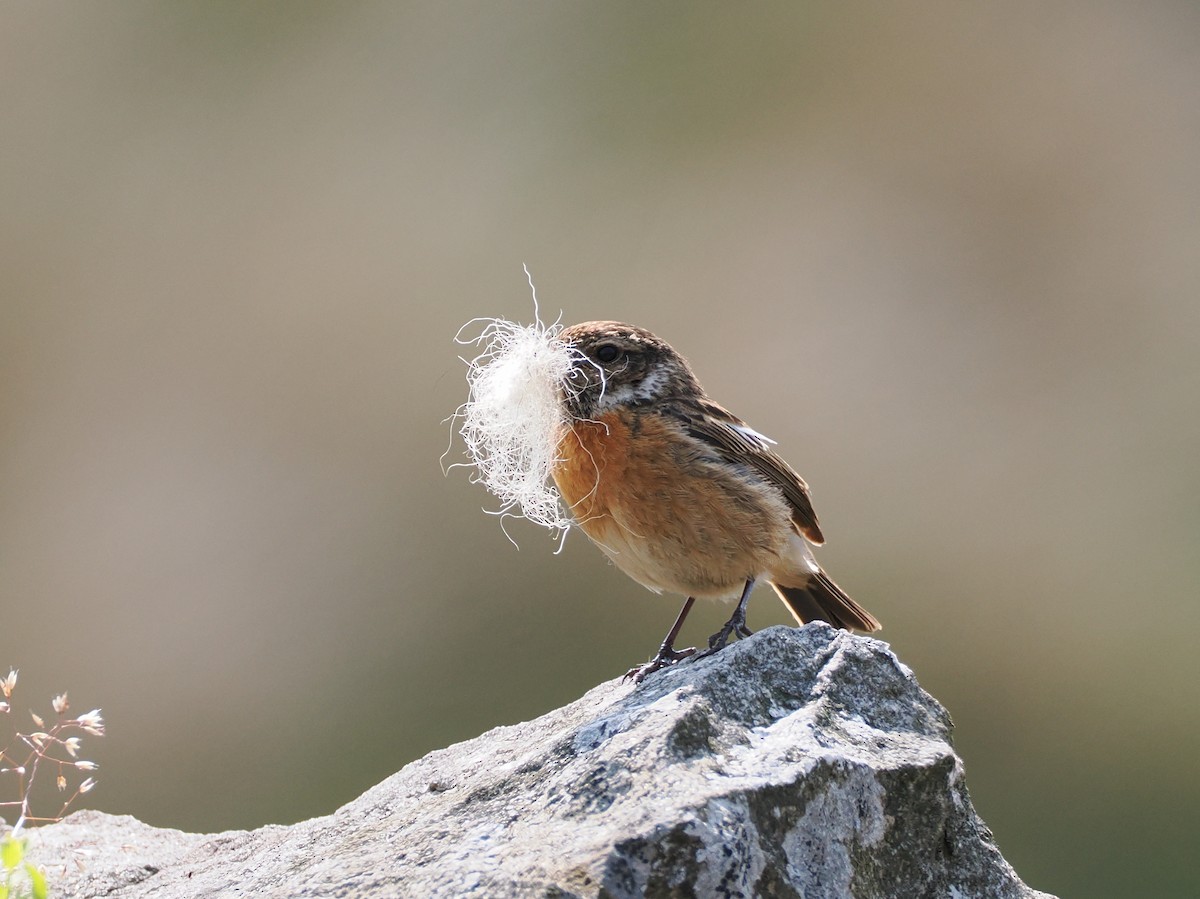 European Stonechat - ML637708809