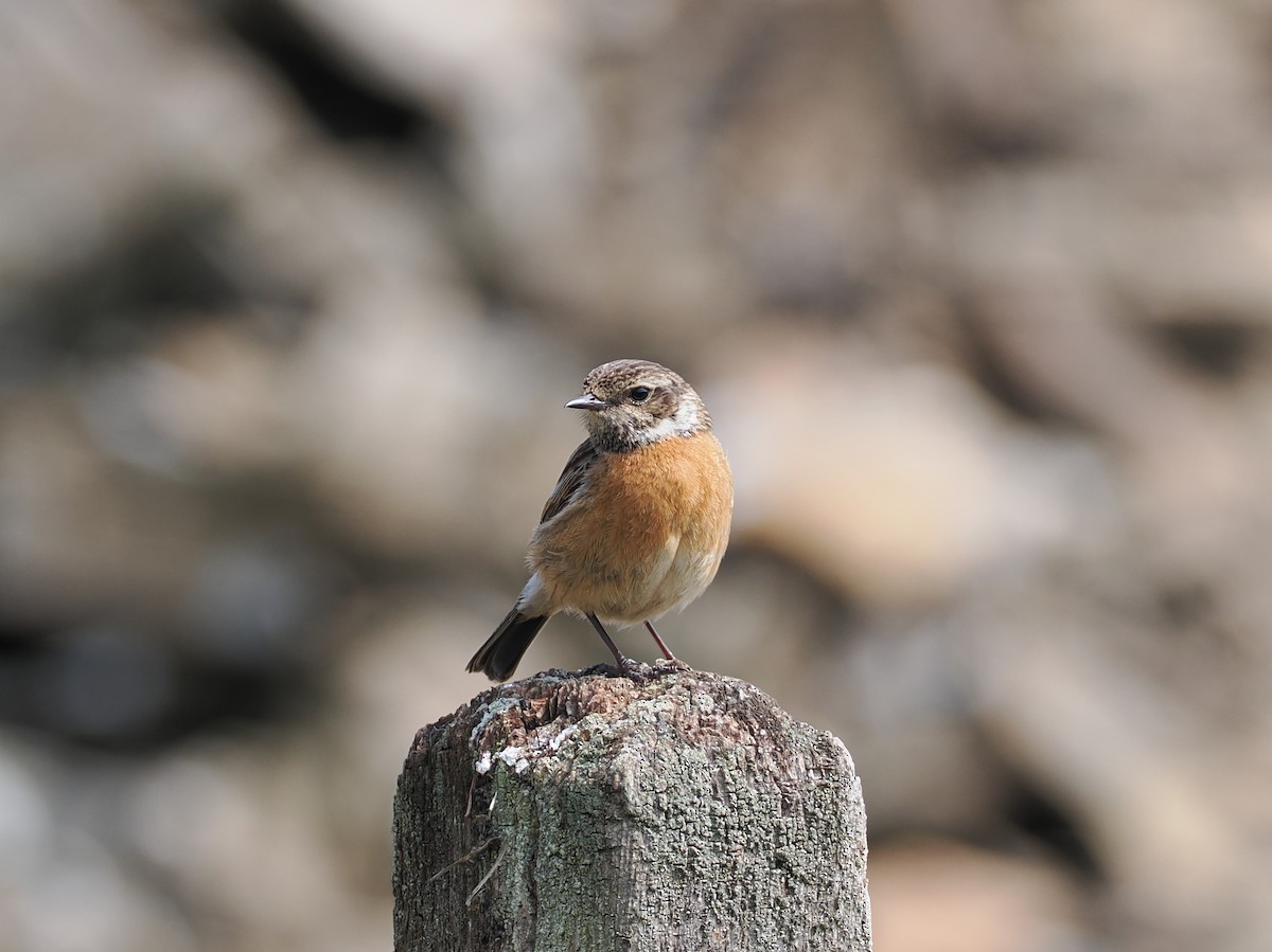 European Stonechat - ML637708816