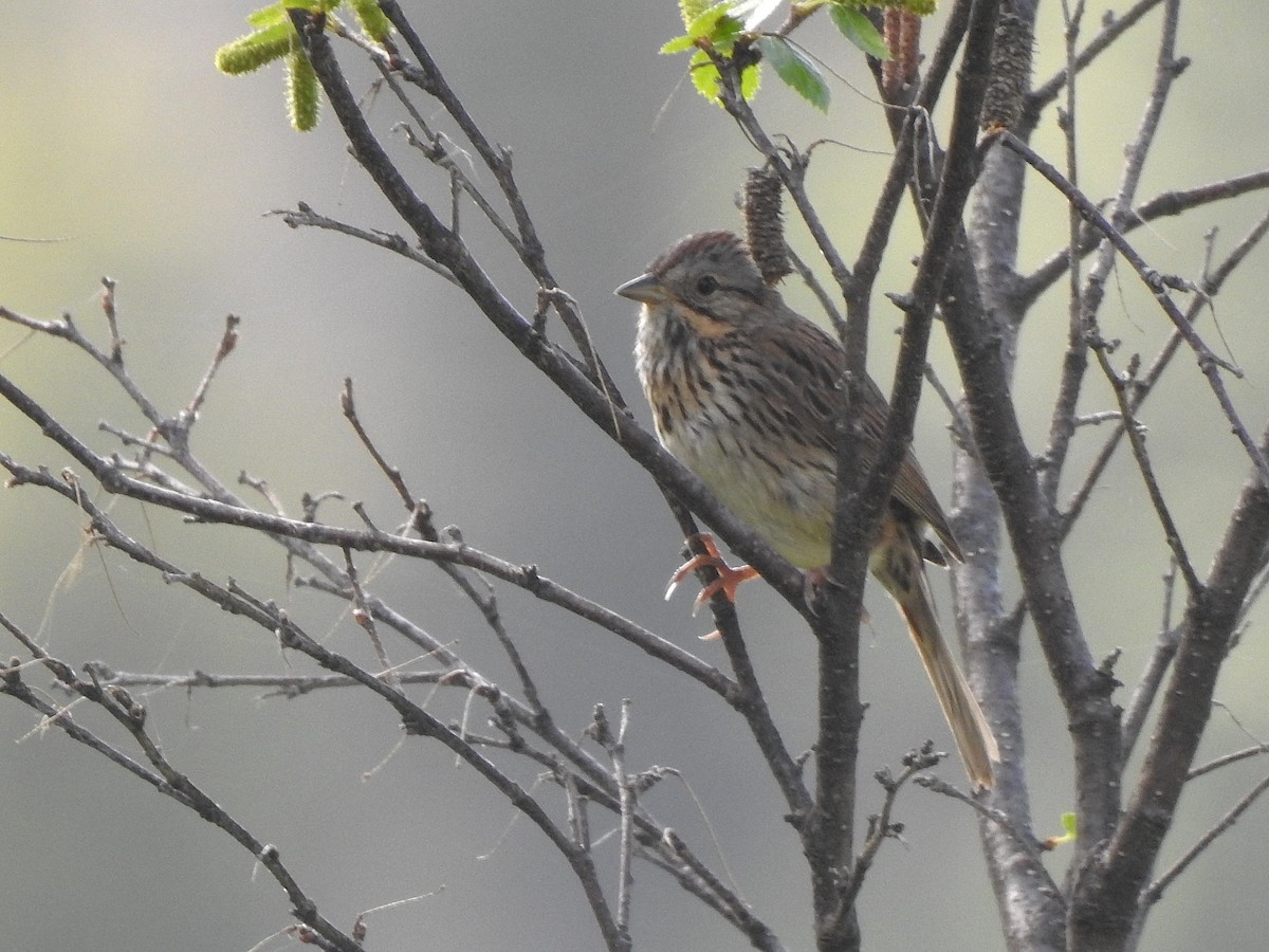 Lincoln's Sparrow - ML637708824