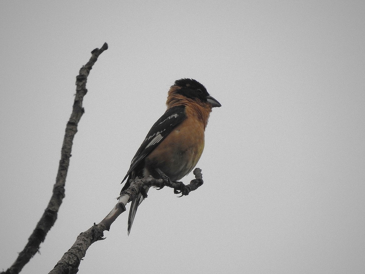 Black-headed Grosbeak - ML637708833