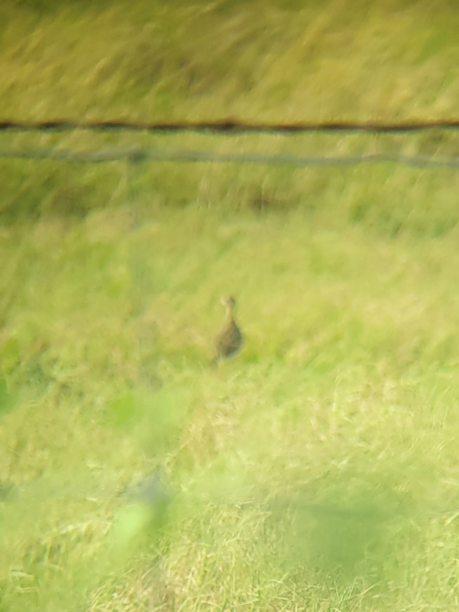 Upland Sandpiper - ML637708849