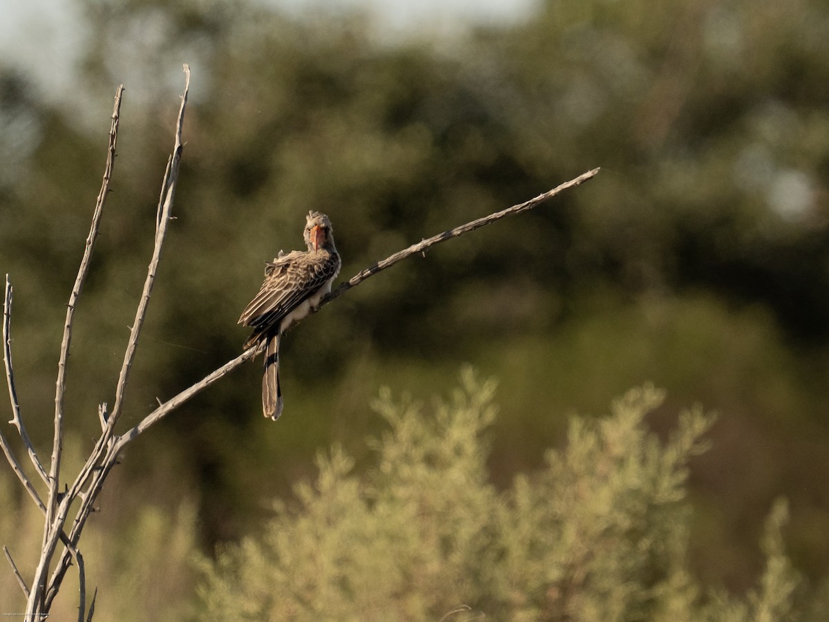 Bradfield's Hornbill - ML637708862