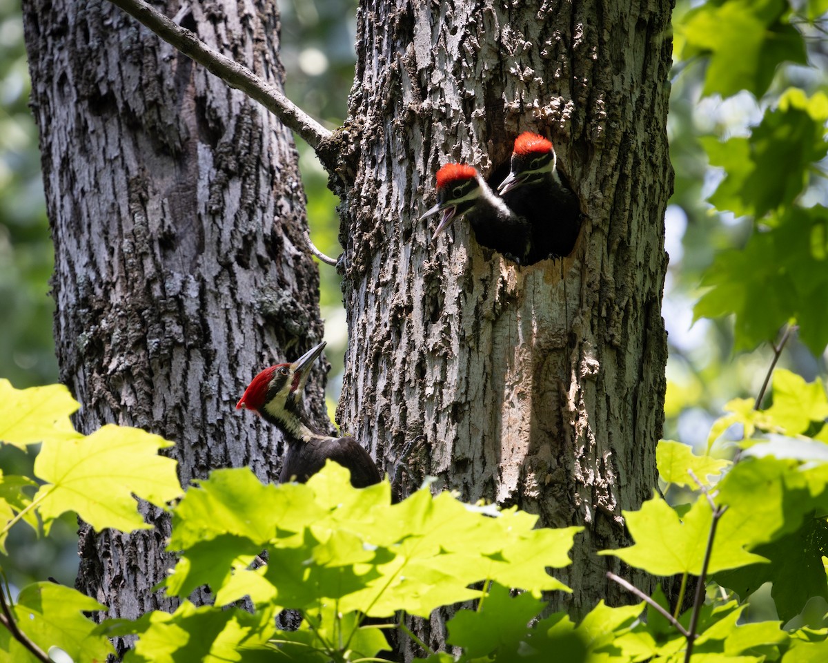 Pileated Woodpecker - ML637708892