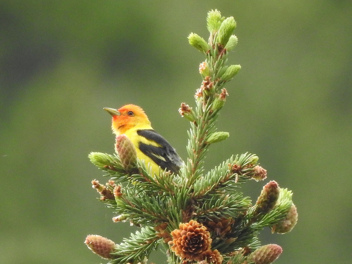 Western Tanager - ML637708910