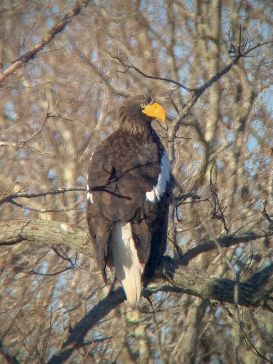 Steller's Sea-Eagle - ML637708911