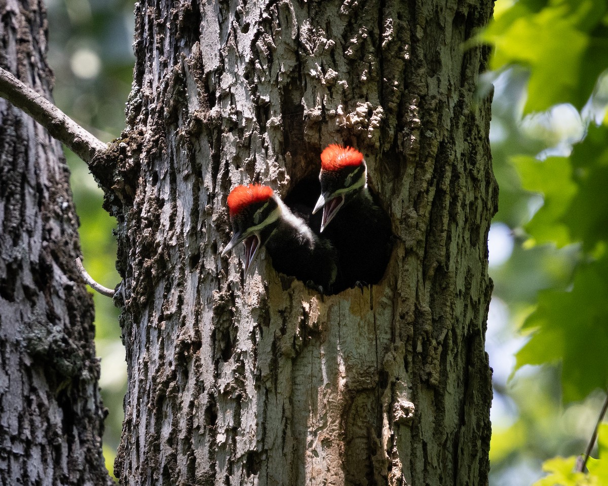 Pileated Woodpecker - ML637708917