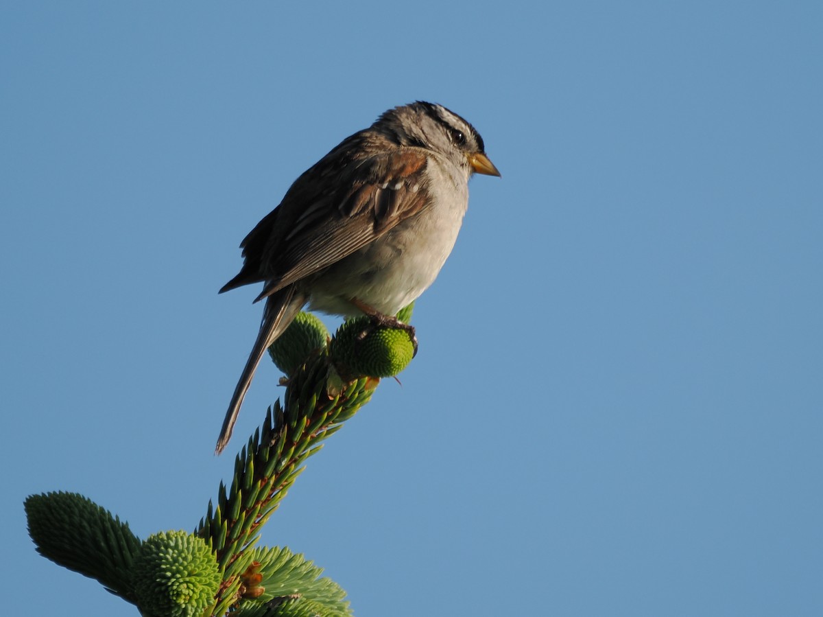 White-crowned Sparrow - ML637708928
