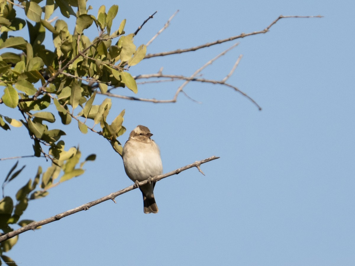 Yellow-throated Bush Sparrow - ML637708974