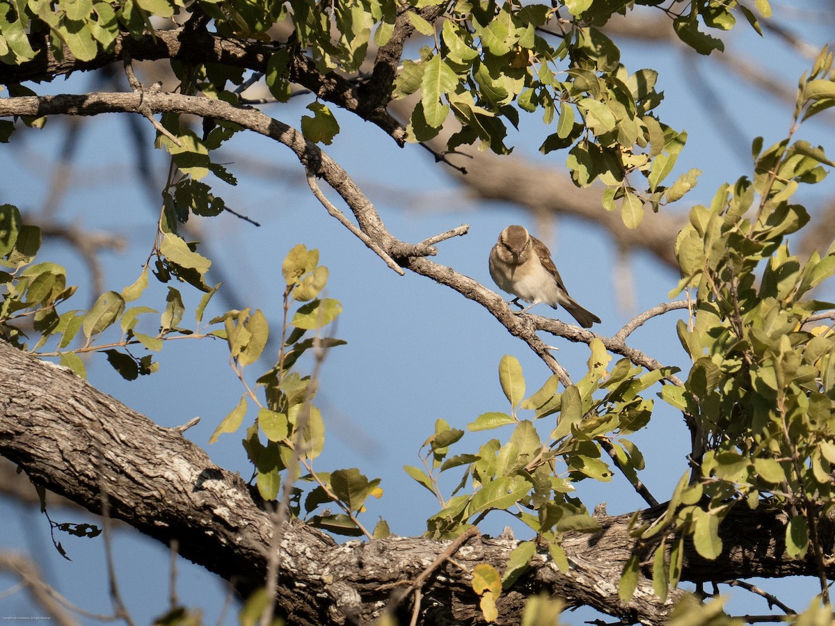 Yellow-throated Bush Sparrow - ML637708976