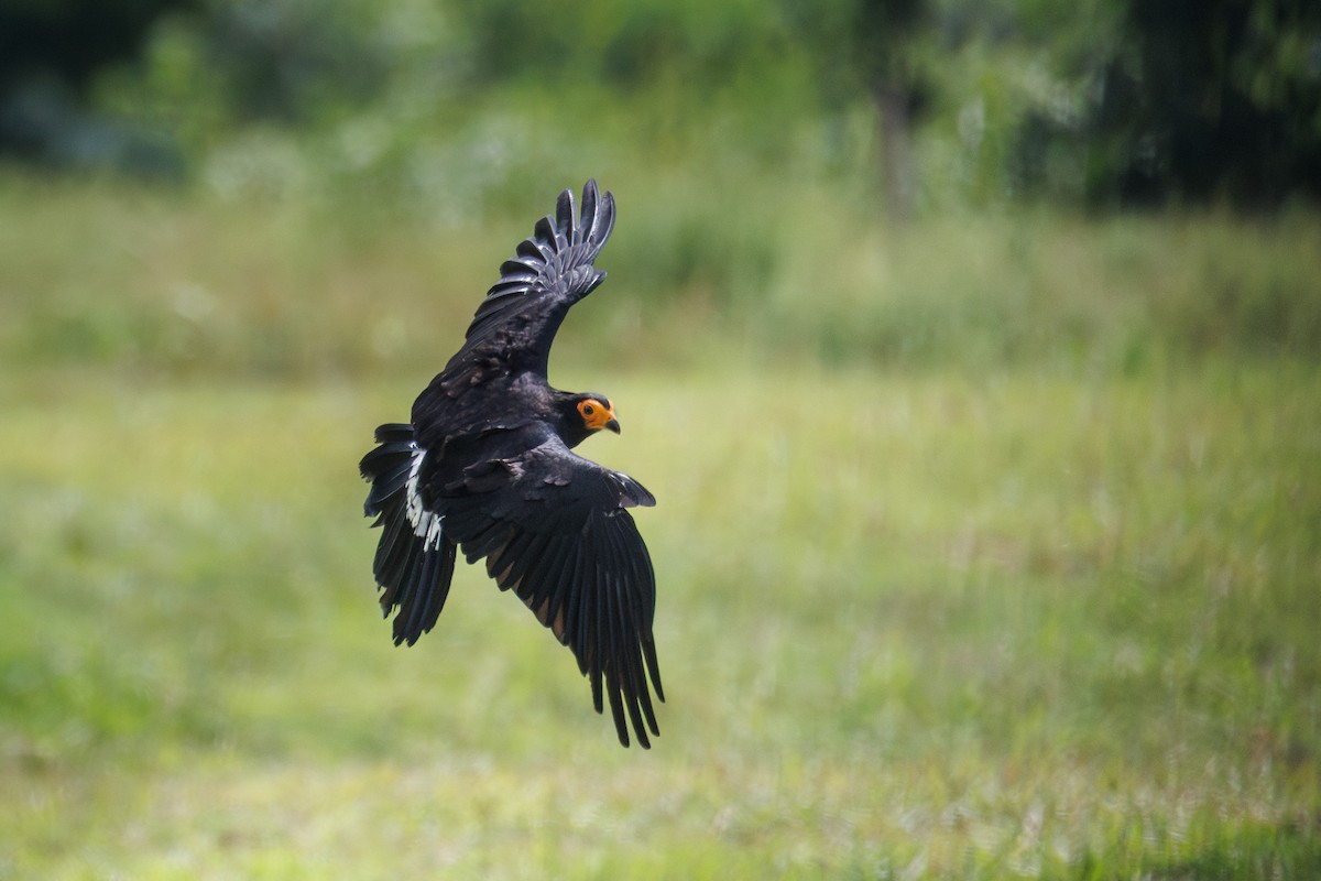 Black Caracara - ML637709002