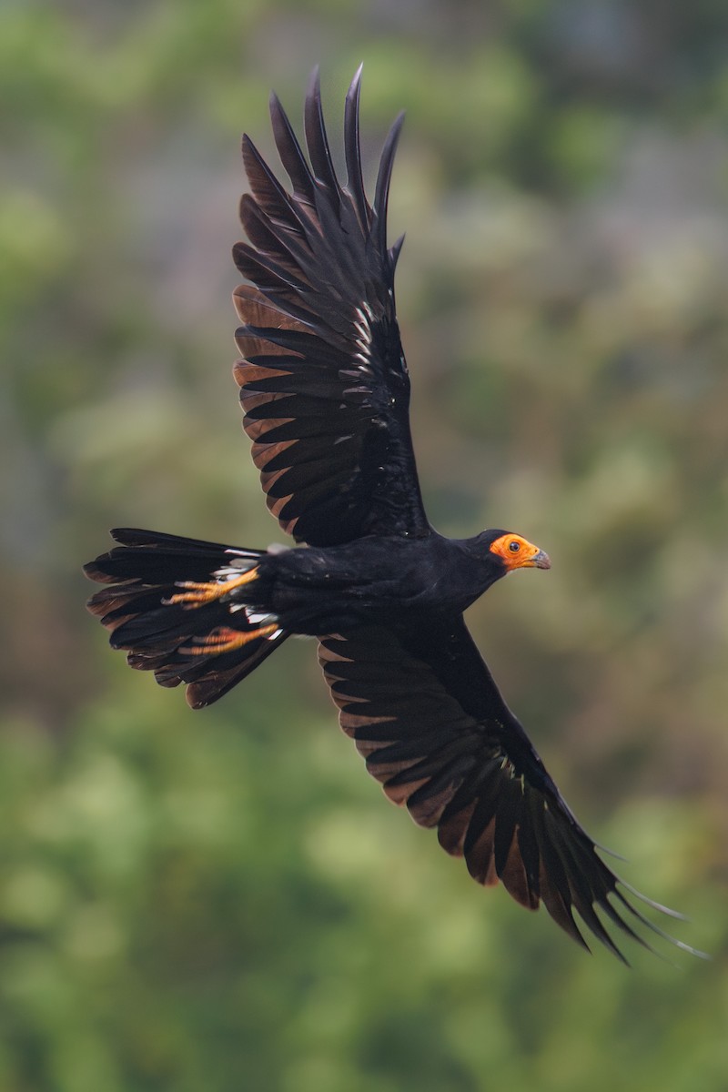Black Caracara - ML637709003