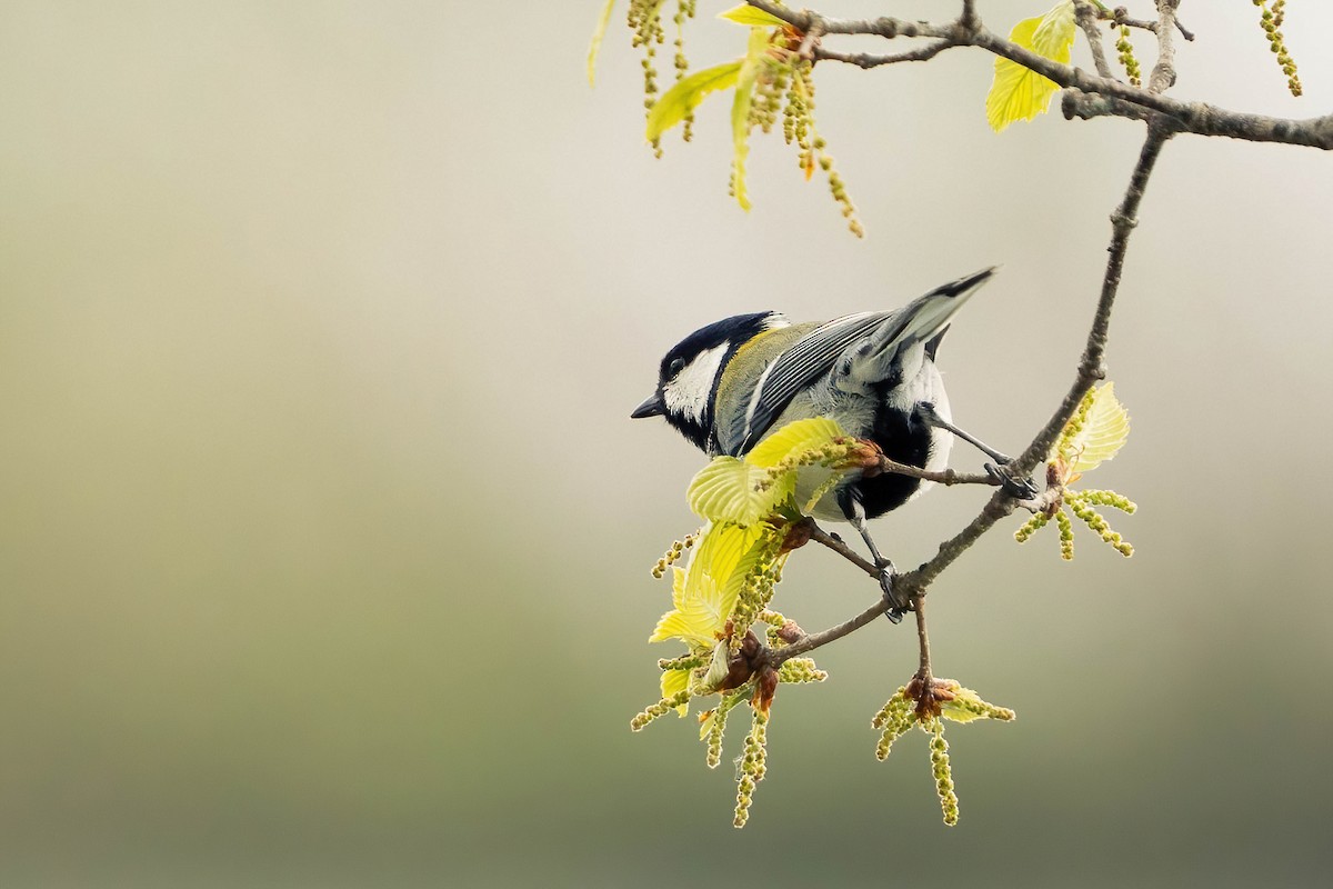 Asian Tit (Japanese) - ML637709022