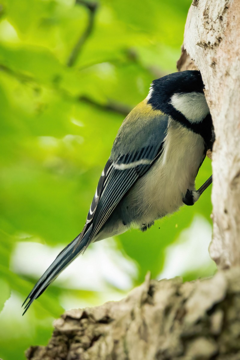Asian Tit (Japanese) - ML637709023