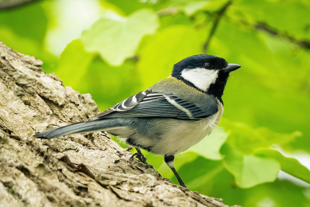 Asian Tit (Japanese) - ML637709024