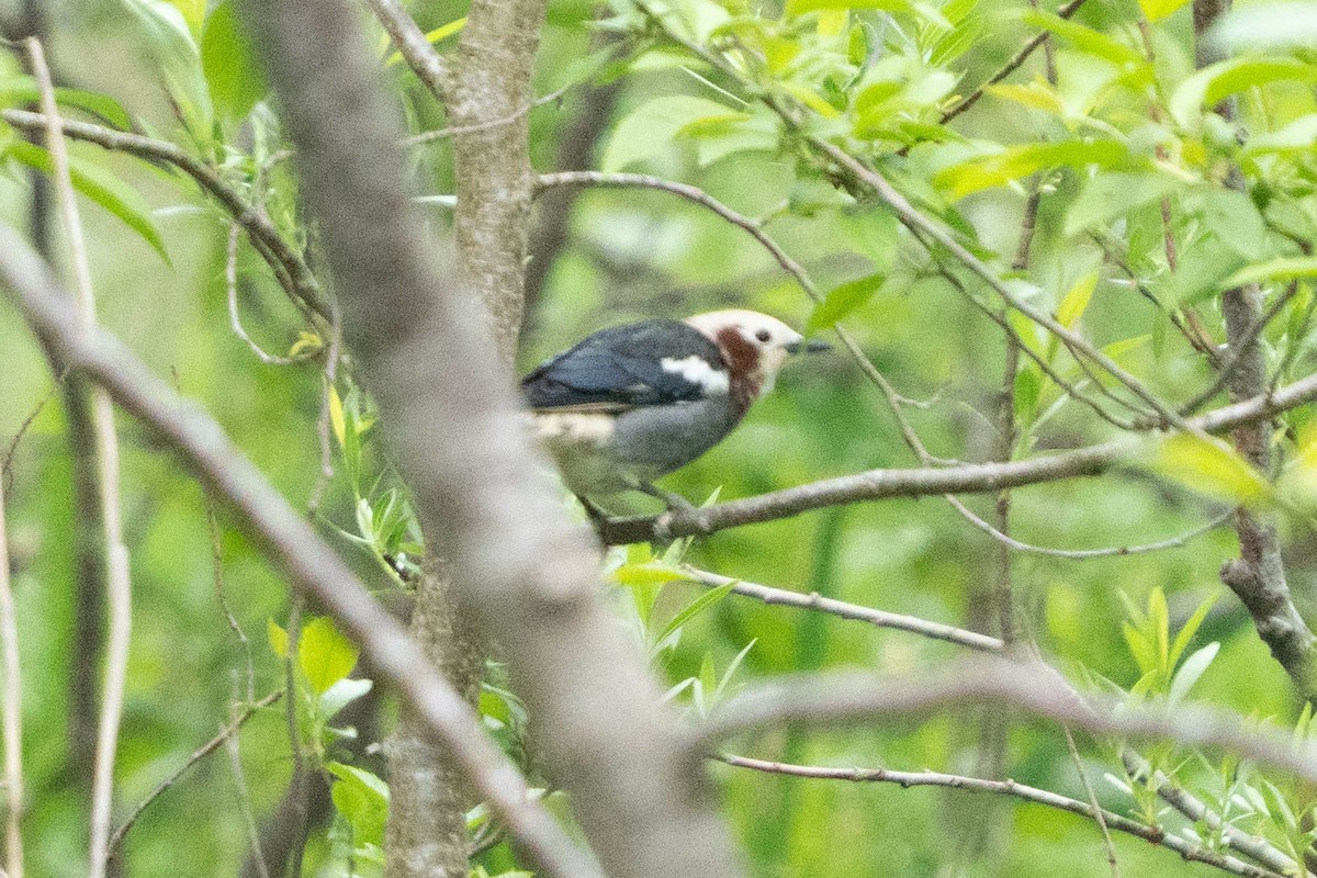 Chestnut-cheeked Starling - ML637709028