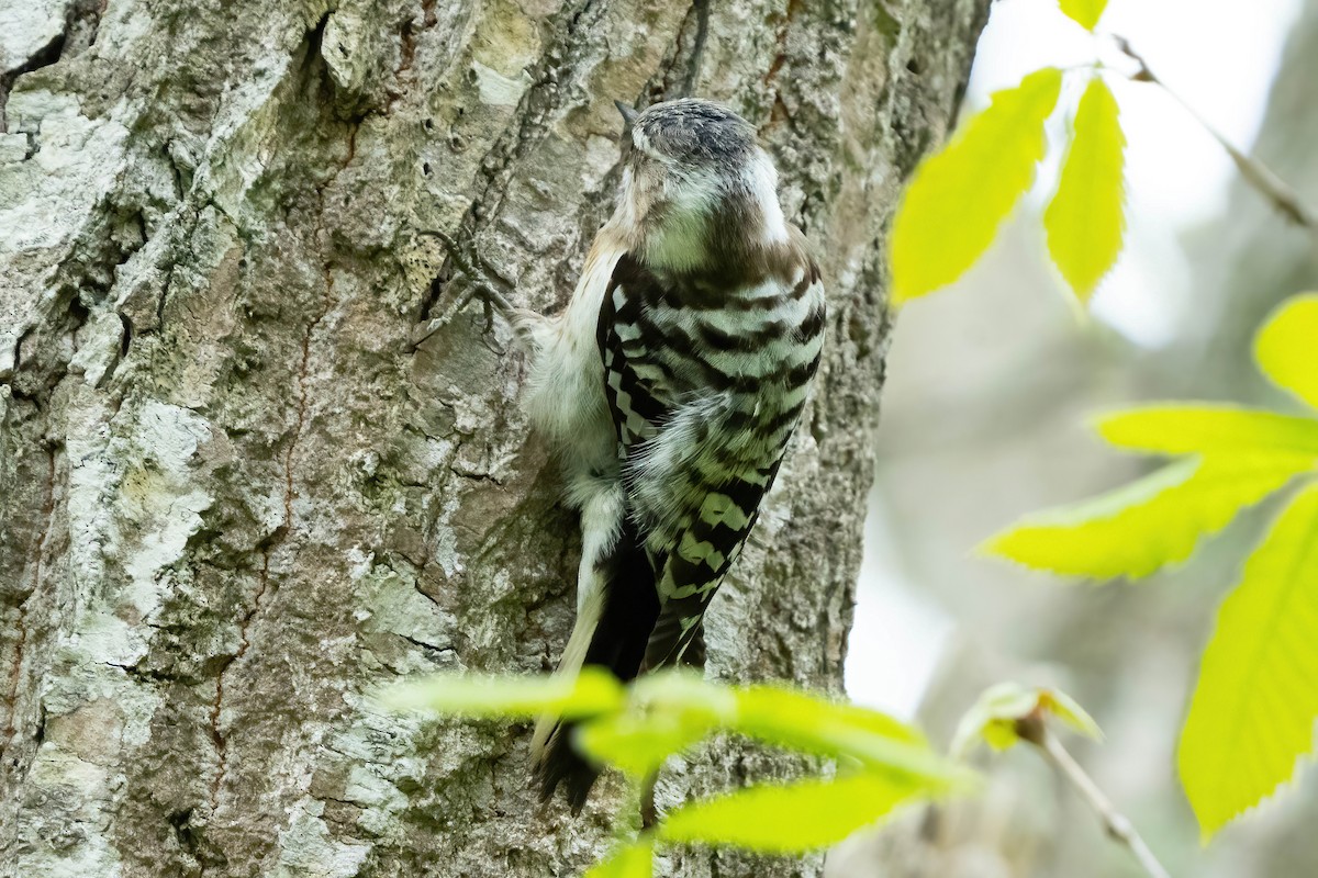 Japanese Pygmy Woodpecker - ML637709046