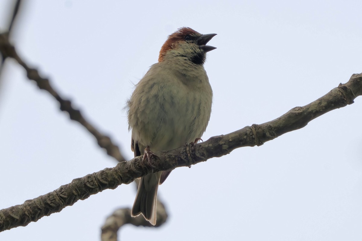 Russet Sparrow - ML637709054