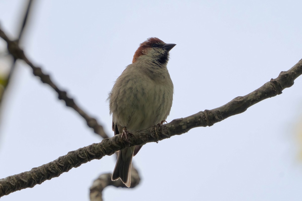 Russet Sparrow - ML637709055