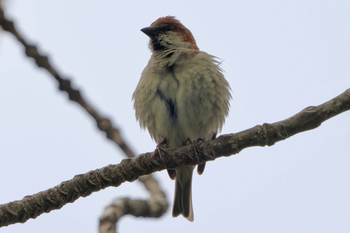 Russet Sparrow - ML637709056