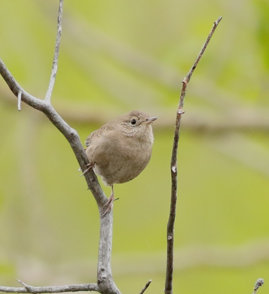 Northern House Wren - ML637709084