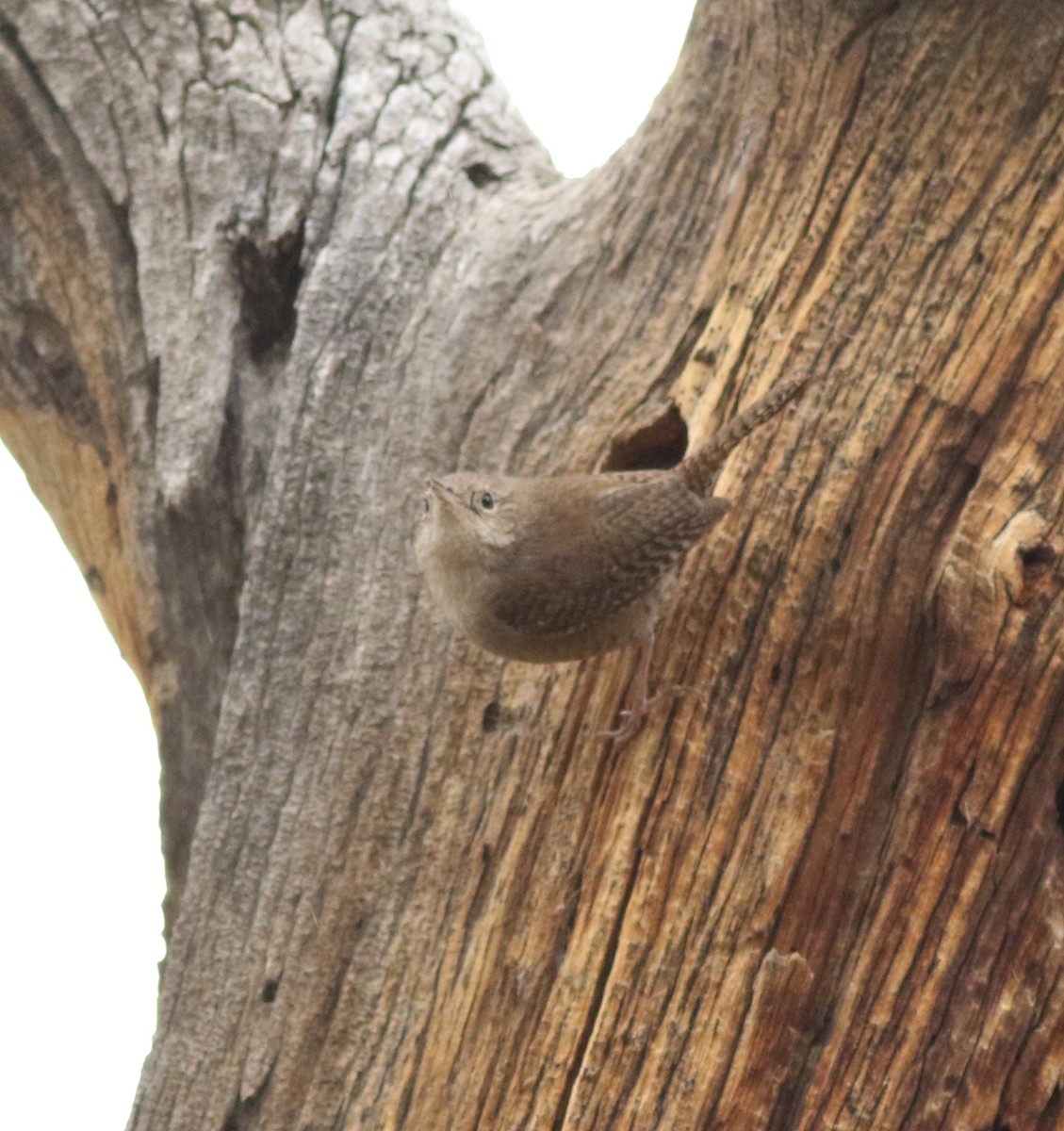 Northern House Wren - ML637709085