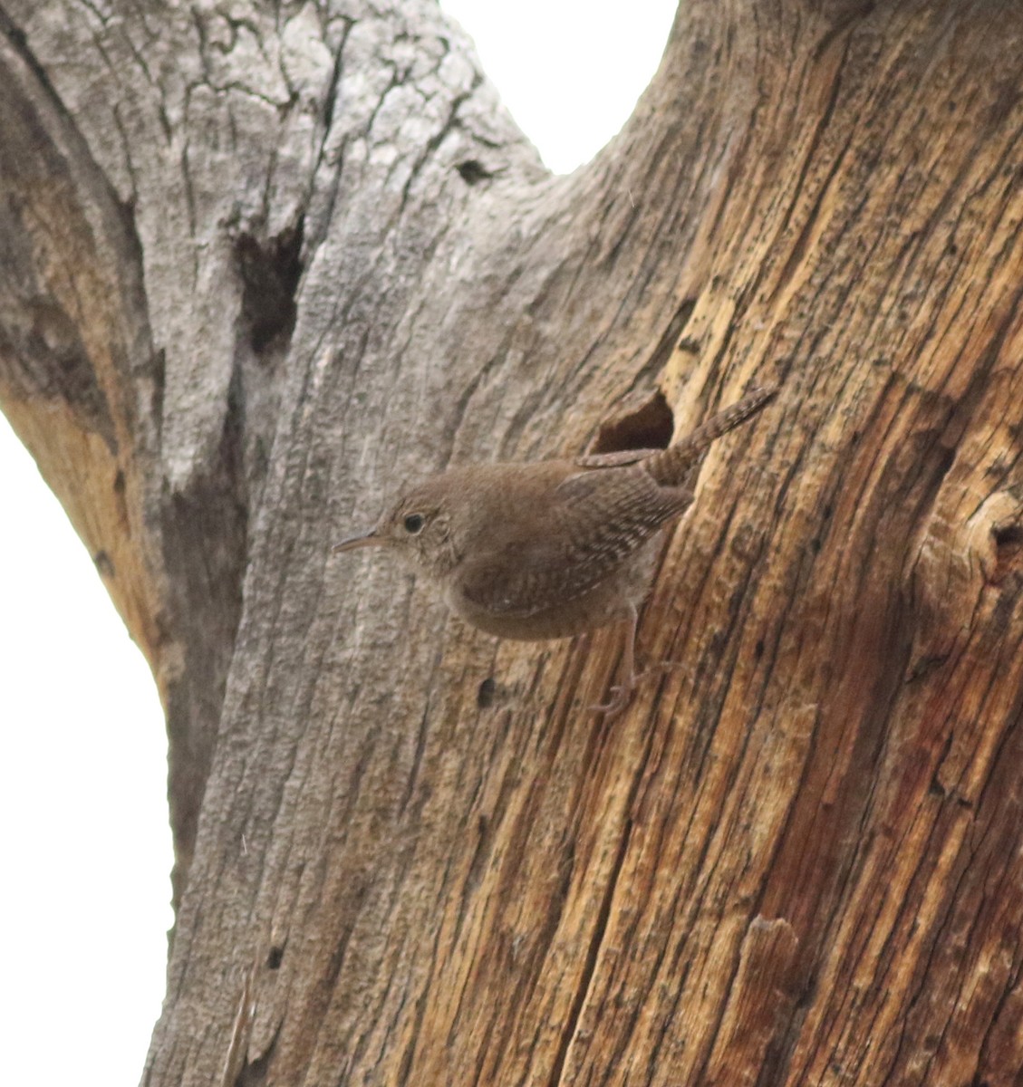 Northern House Wren - ML637709086
