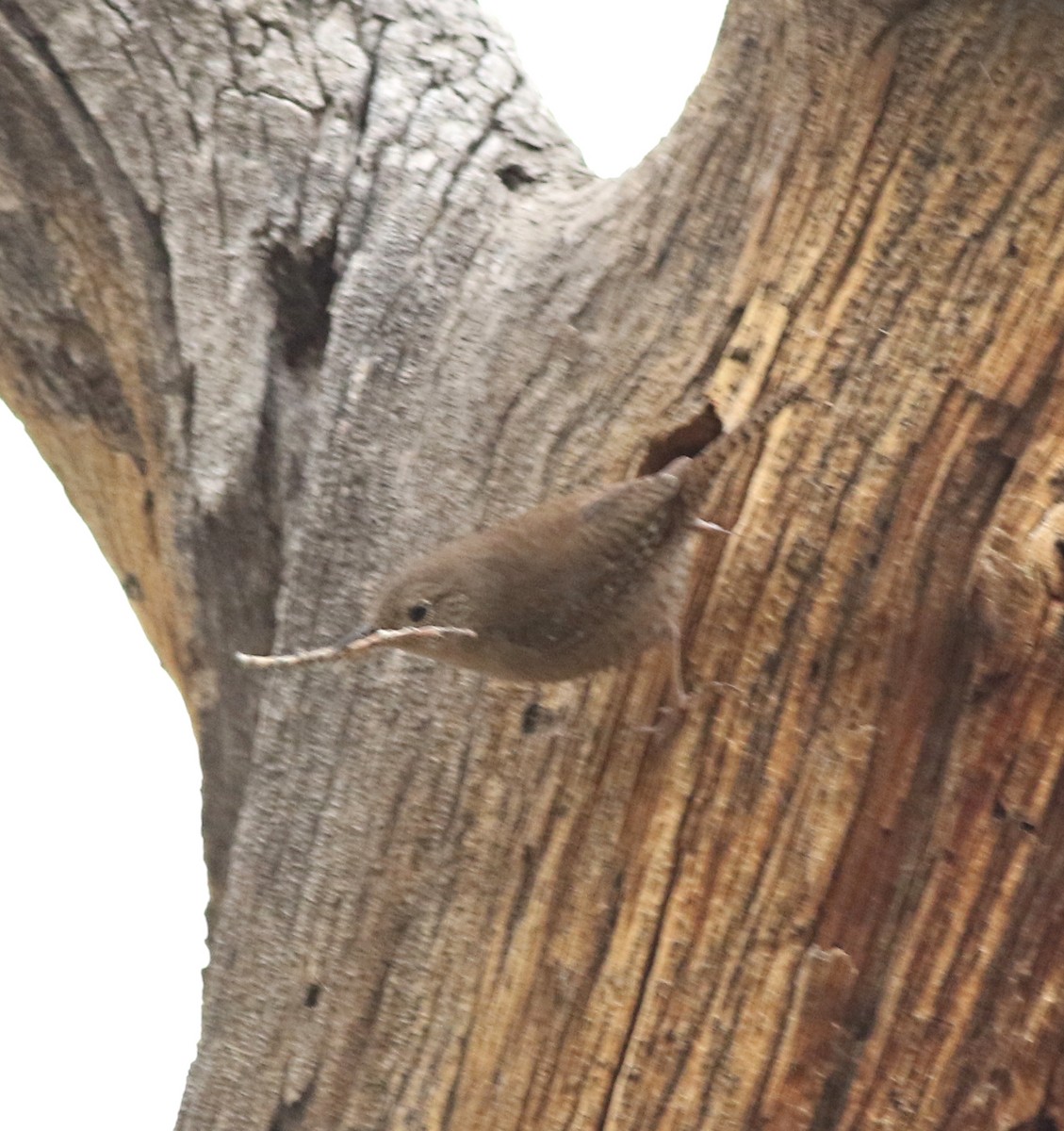 Northern House Wren - ML637709088