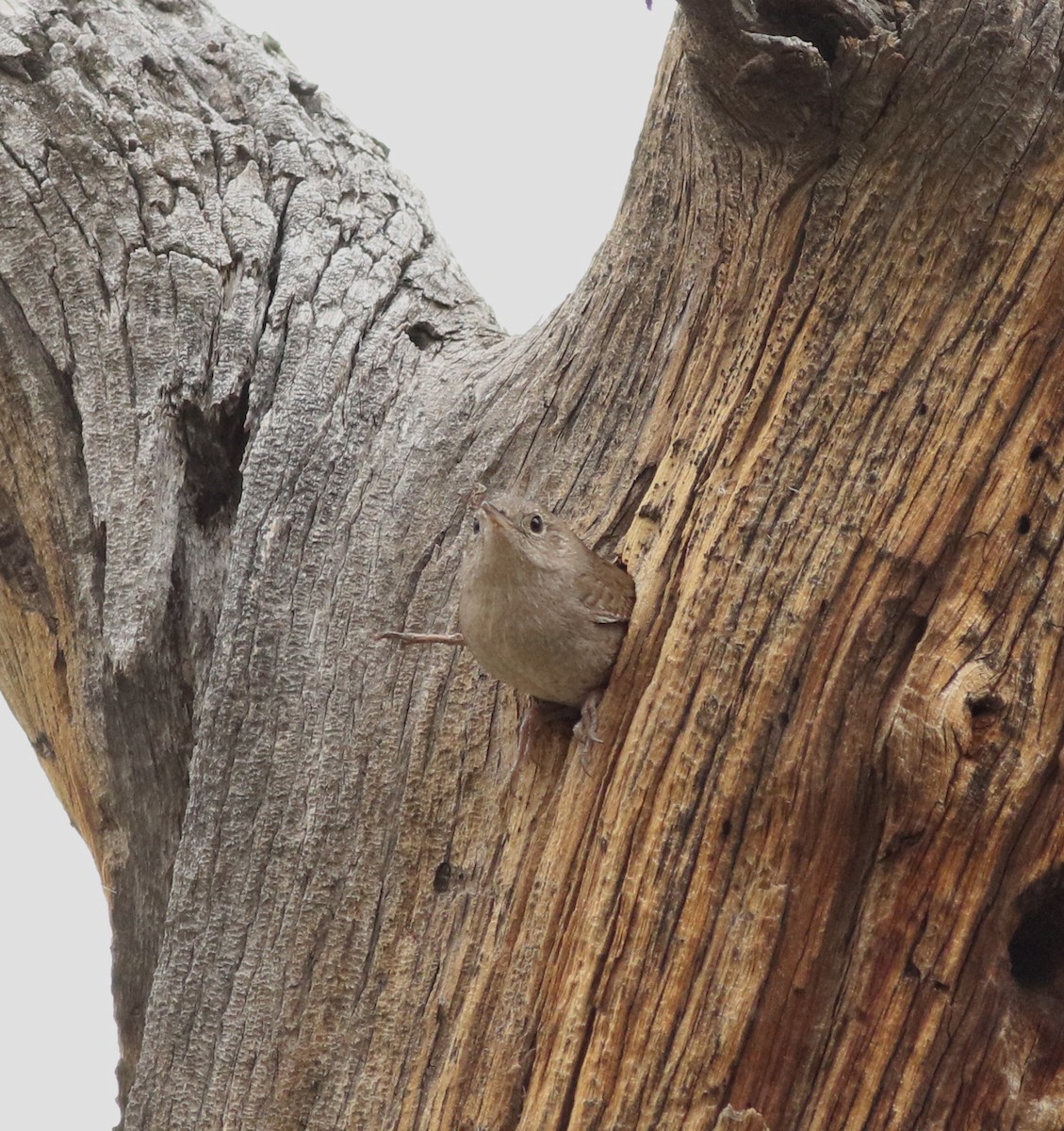 Northern House Wren - ML637709089