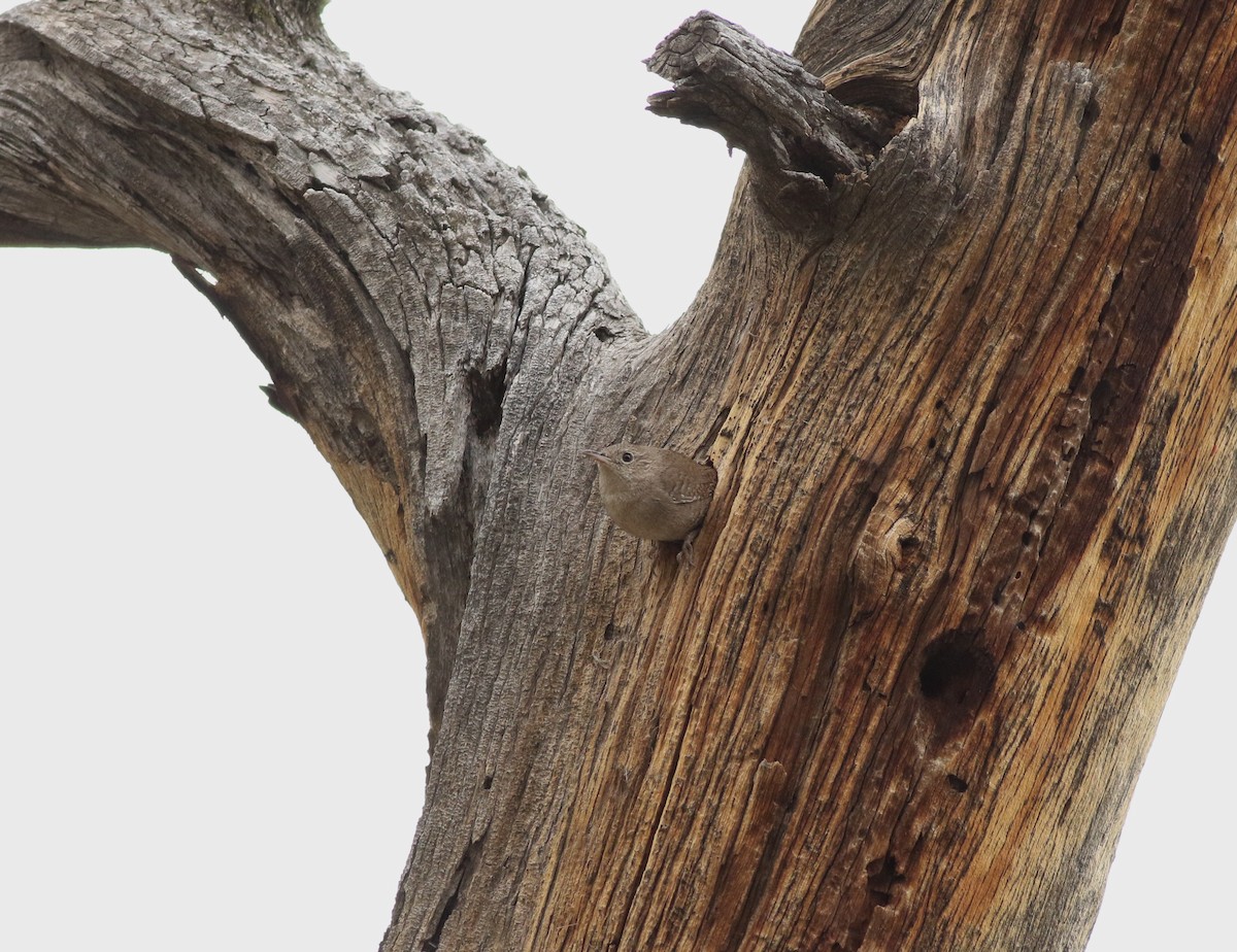 Northern House Wren - ML637709091