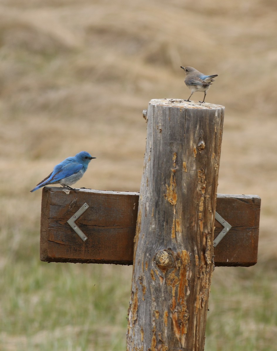Mountain Bluebird - ML637709103