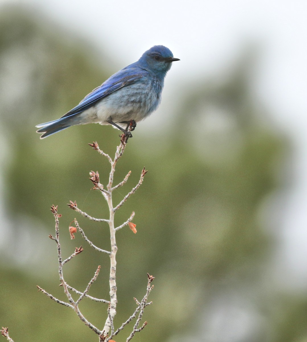 Mountain Bluebird - ML637709104